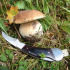 Nóż do grzybów PILZ Schwarzwolf Brązowy F1900200SA301 (5) thumbnail